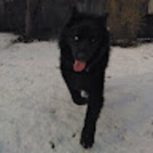 Meet your Posher, Black